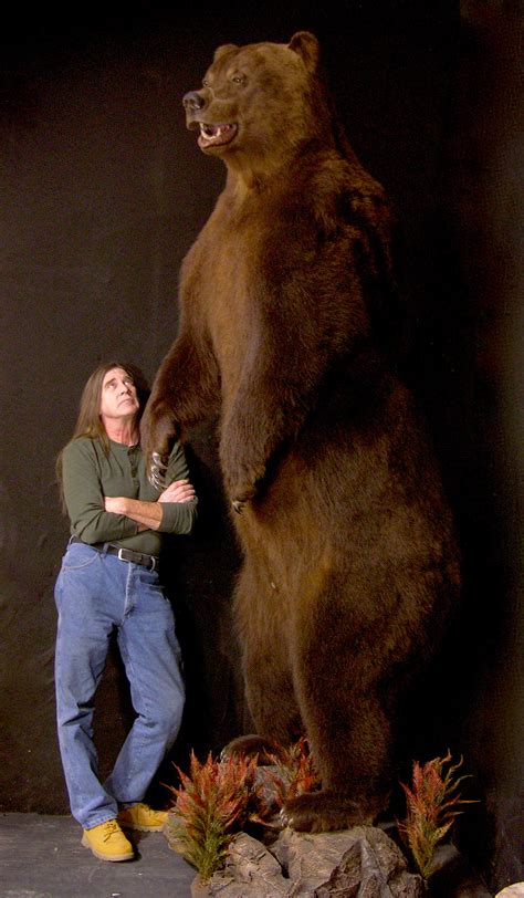 BIG Russian Brown Bear Life-size Taxidermy Mount | AfricaHunting.com