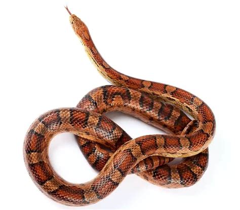 Top 40 Corn Snake Morphs, Color Chart & Pictures