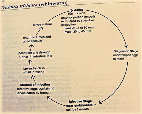 Whipworm Life Cycle