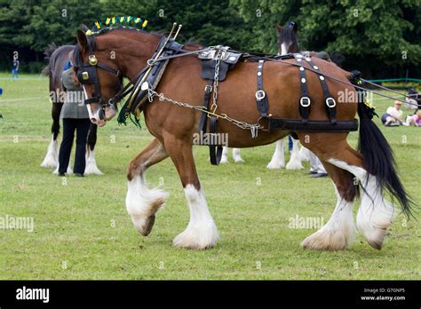 Shire horse in harness Stock Photo - Alamy