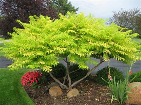 Sumac/ Tiger Eyes - Pine Lane Nursery