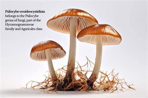 Effects, Uses, and How to Grow Psilocybe ovoideocystidiata