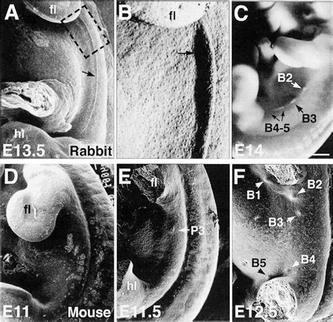 Figure 1 from Mouse embryonic mammogenesis as a model for the molecular ...