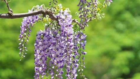 Japanese Wisteria | San Diego Zoo Animals & Plants