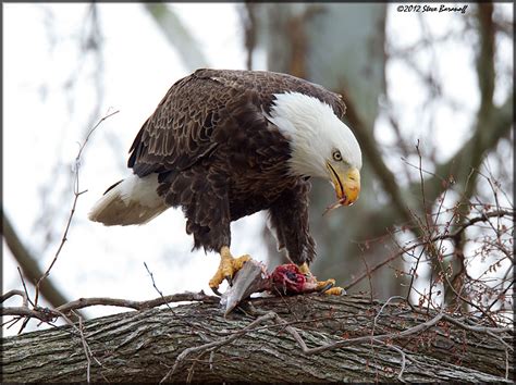 Bald Eagles/_2SB4289 american bald eagle eating fish