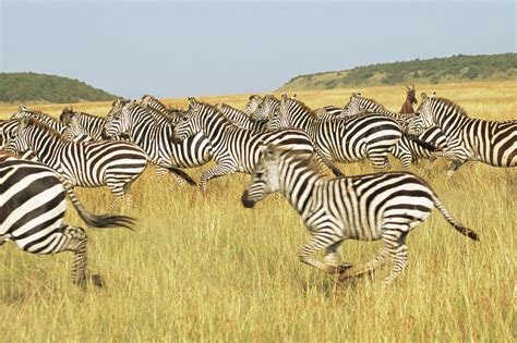 Common Zebra Herd Galloping by James Warwick