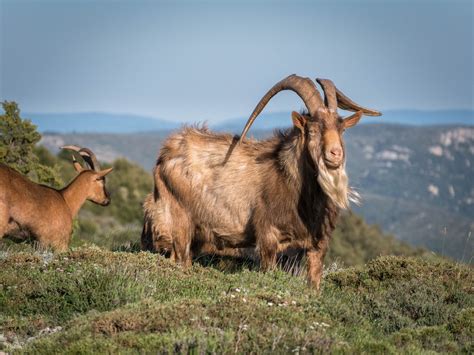 Mountain king - Wild mountain goat walking on the top of mountains in ...