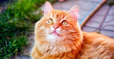 8 Orange Cat Breeds and Orange Cat Names - AZ Animals