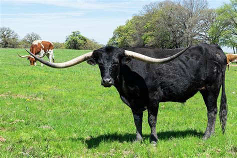 Black Longhorn bull with long curved horns Photograph by Wendell ...