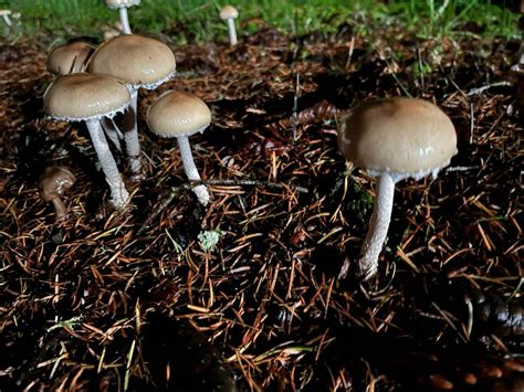 ID request please. Stropharia? - Mushroom Hunting and Identification ...