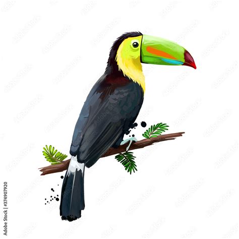 Keel-billed Toucan digital art illustration isolated on white. Sulfur ...