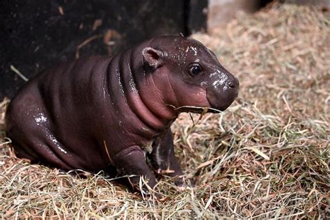 Virginia Zoo Gets a Baby Pygmy Hippo for Christmas - Brightly