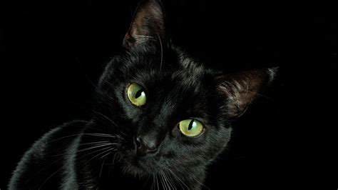 Black Cat Facts | Mental Floss