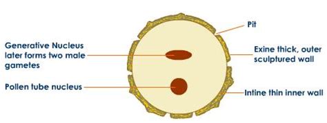 Draw a labelled diagram of the pollen grain.