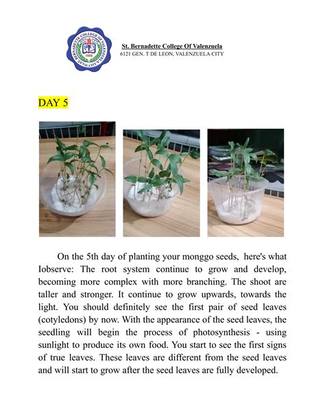 Monggo Seeds Experiment Day 1 to Day 7.pdf