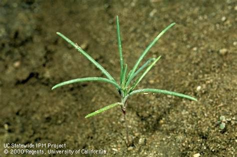 Russian Thistle | Center for Invasive Species Research