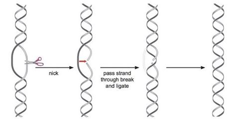 what is the function of topoisomerase in dna replication