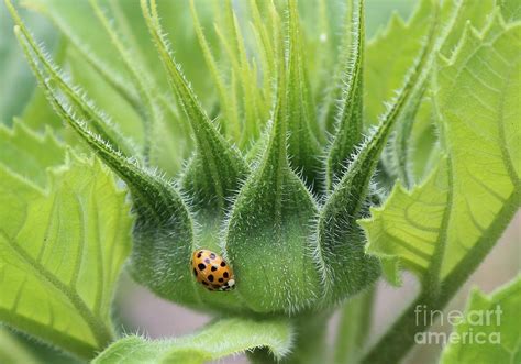 Ladybug On Sunflower Photograph by Kerry Gergen