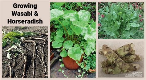 Growing Wasabi and Horseradish in a Home Garden