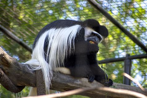 Colobus Monkey | Our Animals | Fort Wayne Children's Zoo