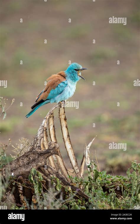 Africa, Tanzania, Ngorongoro Conservation Area, European Roller ...