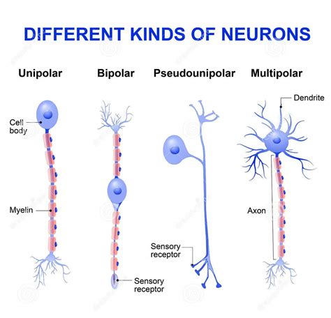 Structure and types of neuron (The nervous tissue) - Online Science Notes