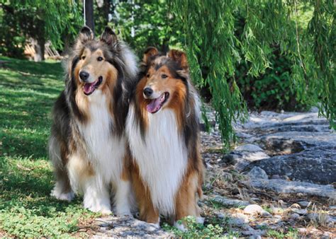 Dog breeds with the most timeless popularity – Pup Breeds