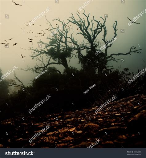 Old Spooky Tree Birds Over Stock Photo 88862059 | Shutterstock