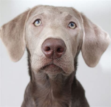 Weimaraner Lab Mix Silver