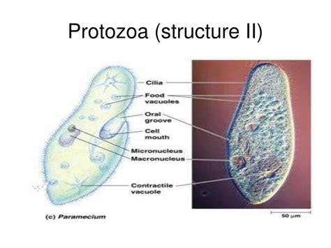 Protozoa Life Cycle Diagram