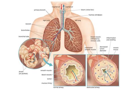 External respiration takes place in