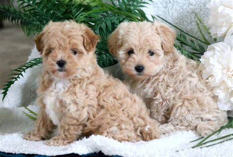 Miniature Poodle Puppies for Sale - Keystone Puppies