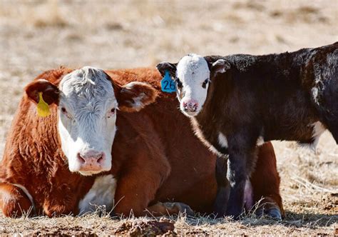 Cow-calf operations can improve biosecurity practices | The Western ...