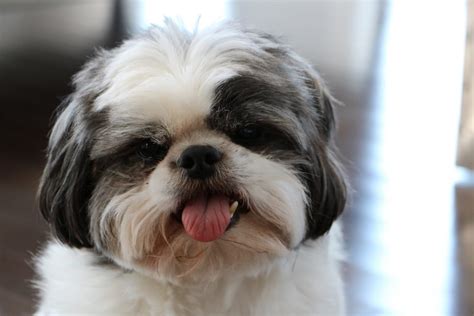 Shih Tzu Grooming - Tips & Styles | Canna-Pet®