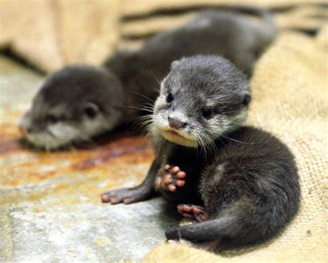 Baby otter : r/aww