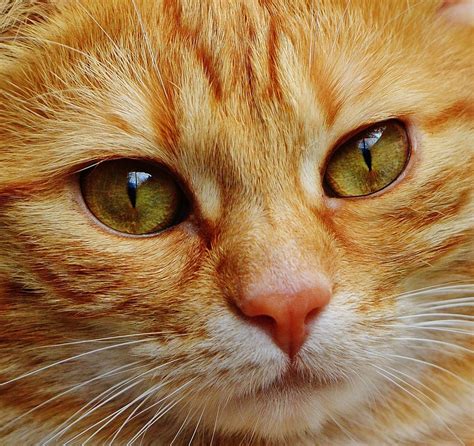 Cat Face Close Up - Free photo on Pixabay - Pixabay