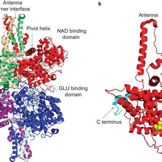 Structure of glutamate dehydrogenase a, Structural states of GP ...