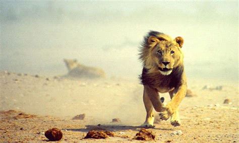 Lion Leo GIF - Find & Share on GIPHY