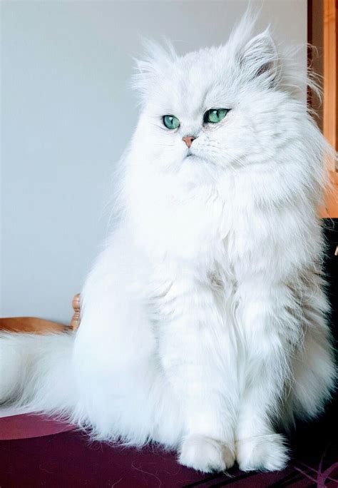 My amazing Persian Prince #whitekittens (With images) | Persian cat ...