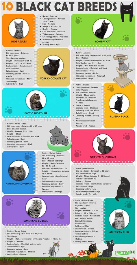 10 Black Cat Breeds - The Fascinating World Of Felines - Petmoo