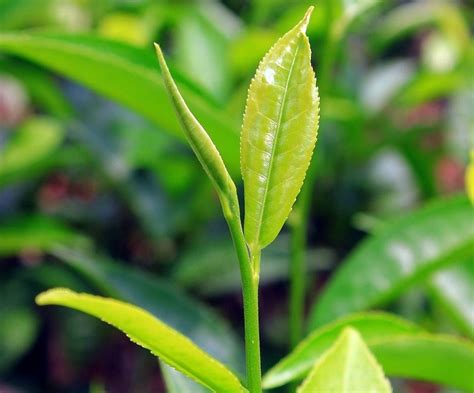 The journey of Darjeeling tea—from crop to cup | Condé Nast Traveller India