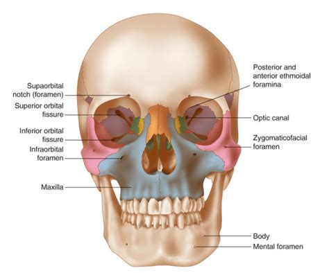 Le Fort Fractures – Core EM