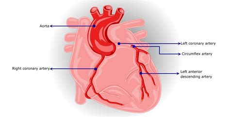 Coronary Circulation Anatomy