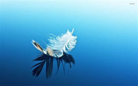 Feather wallpaper | 1920x1200 | #56064