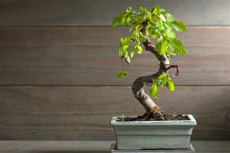 10 Beginner-Friendly Bonsai Plants