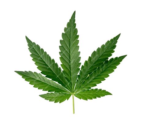 Premium Photo | Green cannabis leaves isolated.