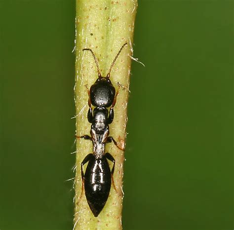 little black wingless wasp - Bethylus decipiens - BugGuide.Net