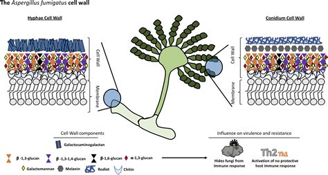 Aspergillus Conidiophores Labeled