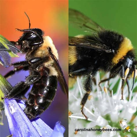 Difference Between Bumblebee And Carpenter Bee - Picture Of Carpenter