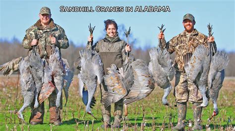 HUNTING ALABAMA for SANDHILL CRANES | DECOYING the RIBEYE of the SKY ...